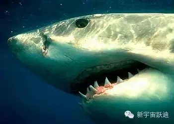 充電市場(chǎng)巨頭博弈：國網(wǎng)撤了 鯰魚來了 鯊魚也來了