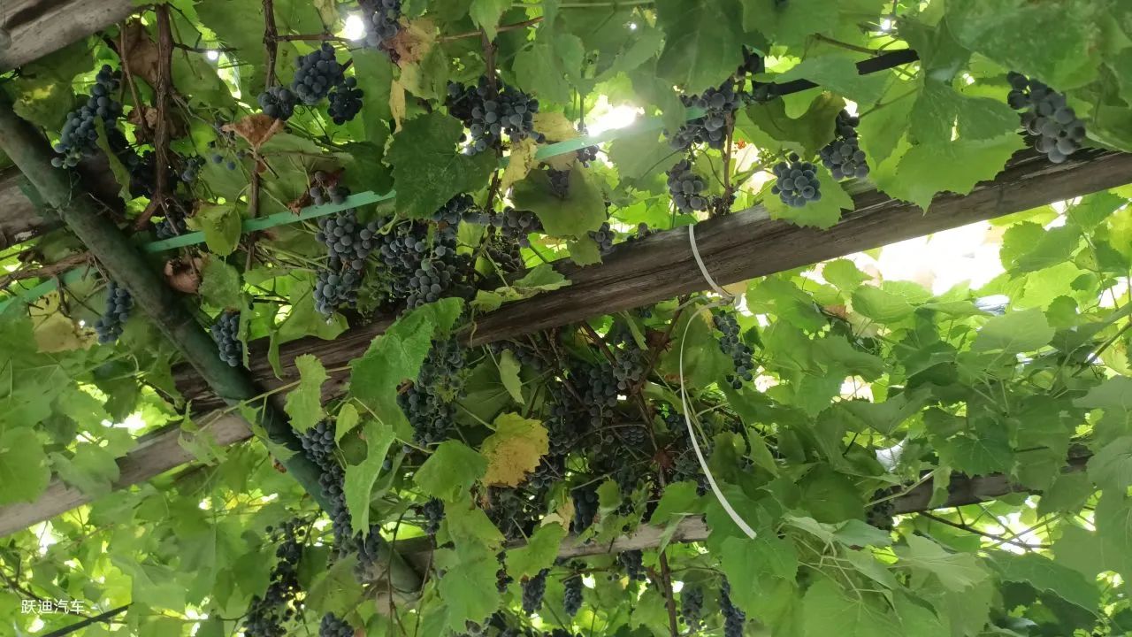 企業風采丨帶您領略躍迪美景